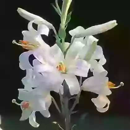The Madonna Lily